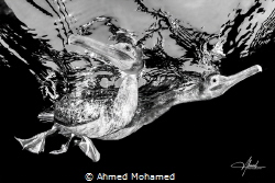 Socotra cormorant by Ahmed Mohamed 